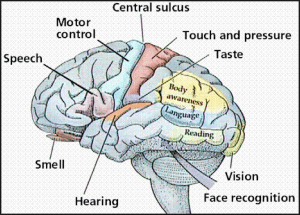 brain & senses