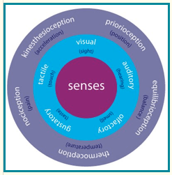senses circle
