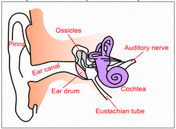 ear structure