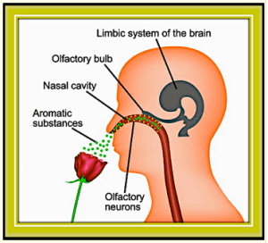 olfactory circuit