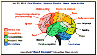 brain & senses