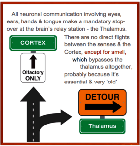 sense & thalamus